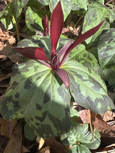 Trillium maculatum, photograph 6