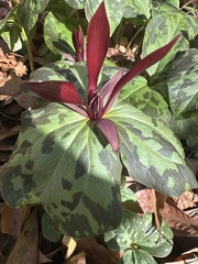 Trillium maculatum, photograph (c) Ashwin Srinivasan, some rights reserved (CC BY)