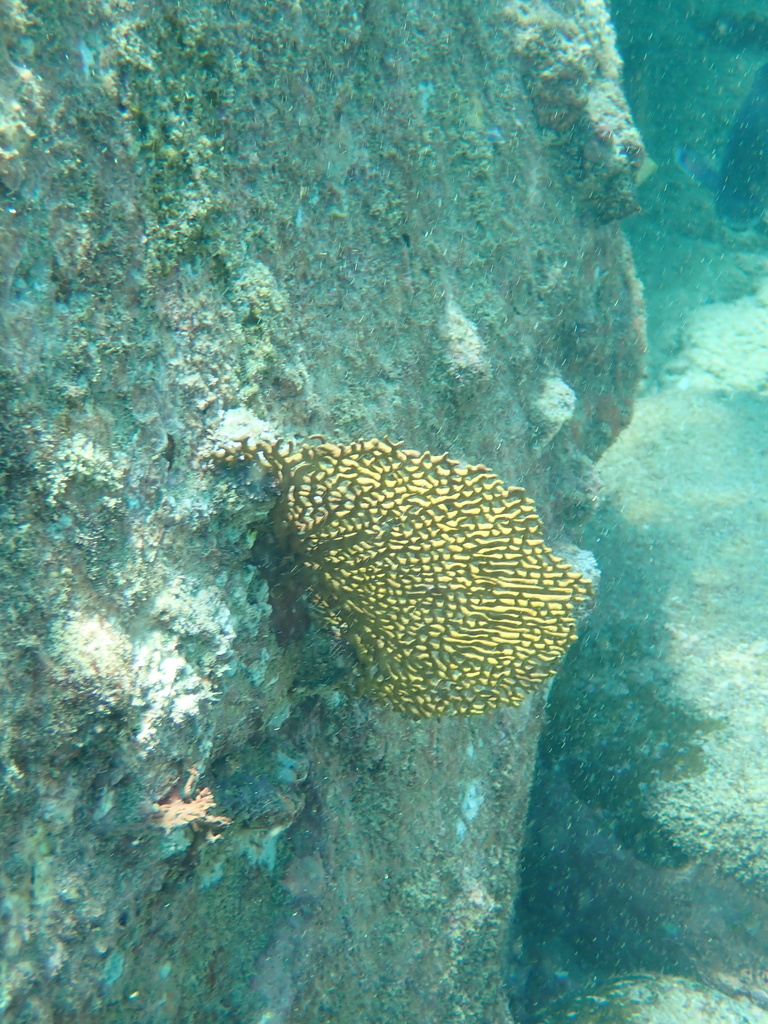 Pacifigorgia englemanni
