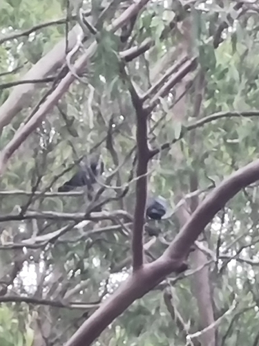 Torresian Crow (Corvus orru), photo 3