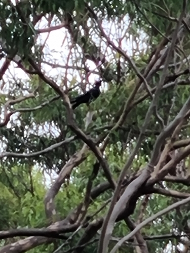 Torresian Crow (Corvus orru), photo 4