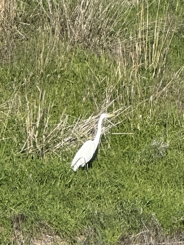 Great Egret observed by judemagann