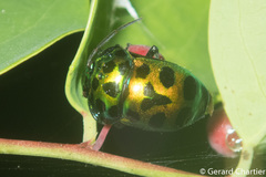 Chrysocoris eques