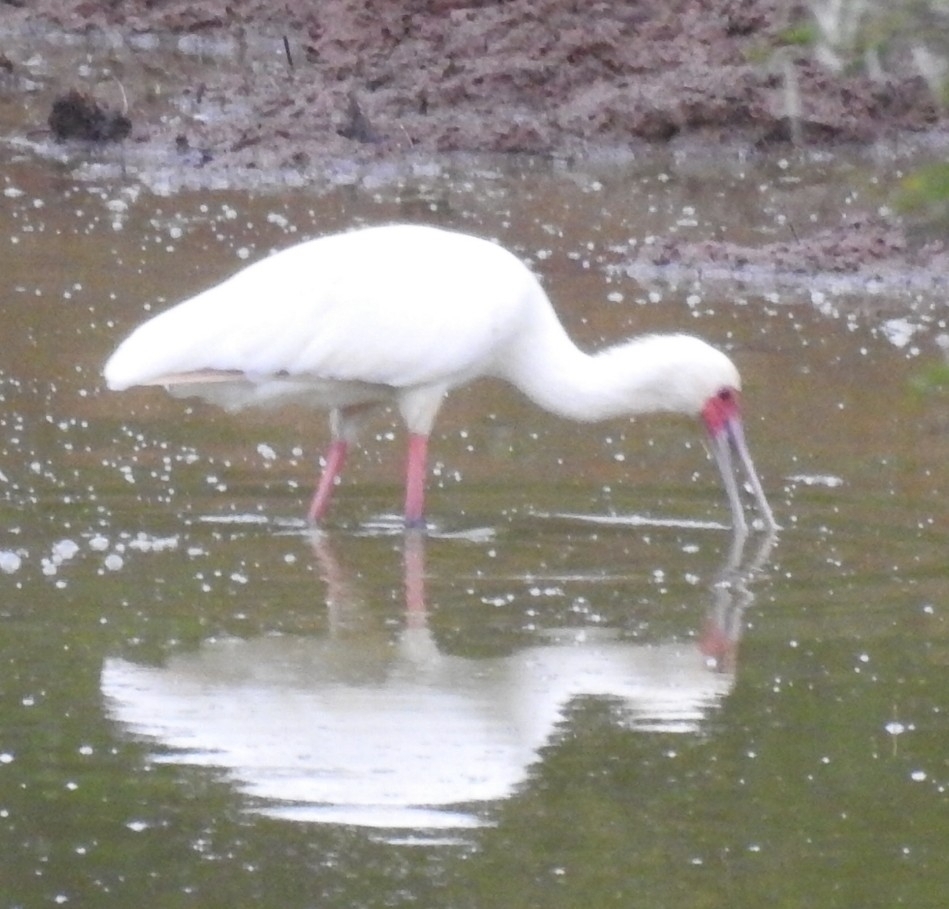 African Spoonbill (Platalea alba), photo 2