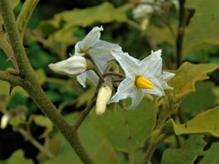 Solanum torvum