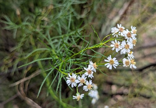 Swamp Daisy-bush (Olearia glandulosa)