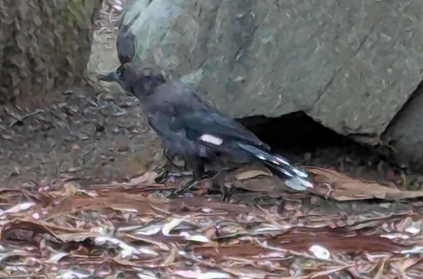 Black Currawong (Strepera fuliginosa), photo 4
