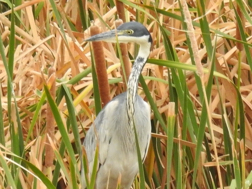 Black-headed Heron (Ardea melanocephala), photo 4