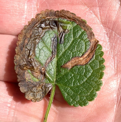 Unknown species found near Pisgah National Forest, Burnsville, NC, US