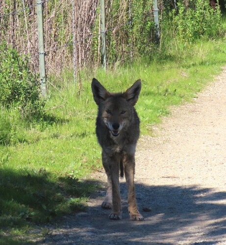 Coyote observed by ocmelissa