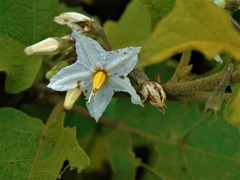 Solanum torvum