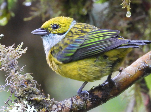 Silver-throated Tanager (Tangara icterocephala), photo 4