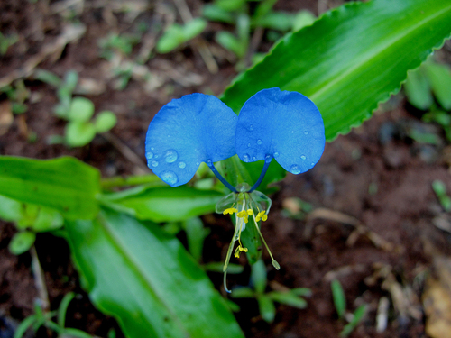 Commelina latifolia