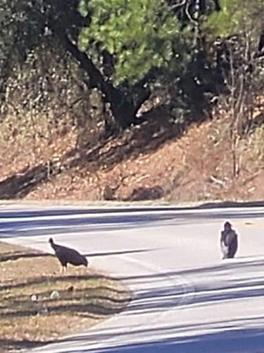 Black Vulture observed by amber_04