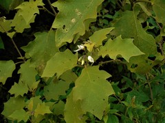 Solanum torvum