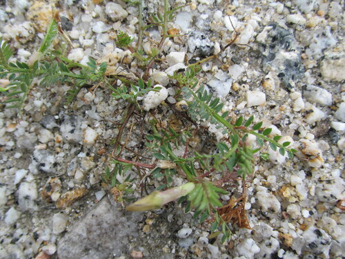 Vicia lutea iNat (1)