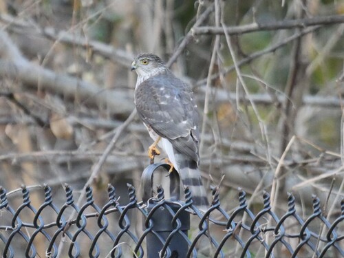 Sharp-shinned Hawk observed by unrealsquare