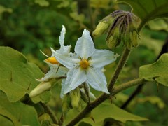 Solanum torvum