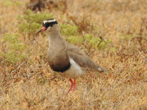 Crowned Lapwing (Vanellus coronatus)