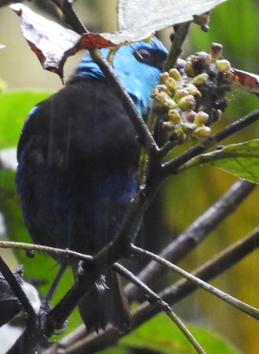 Blue-necked Tanager (Stilpnia cyanicollis)