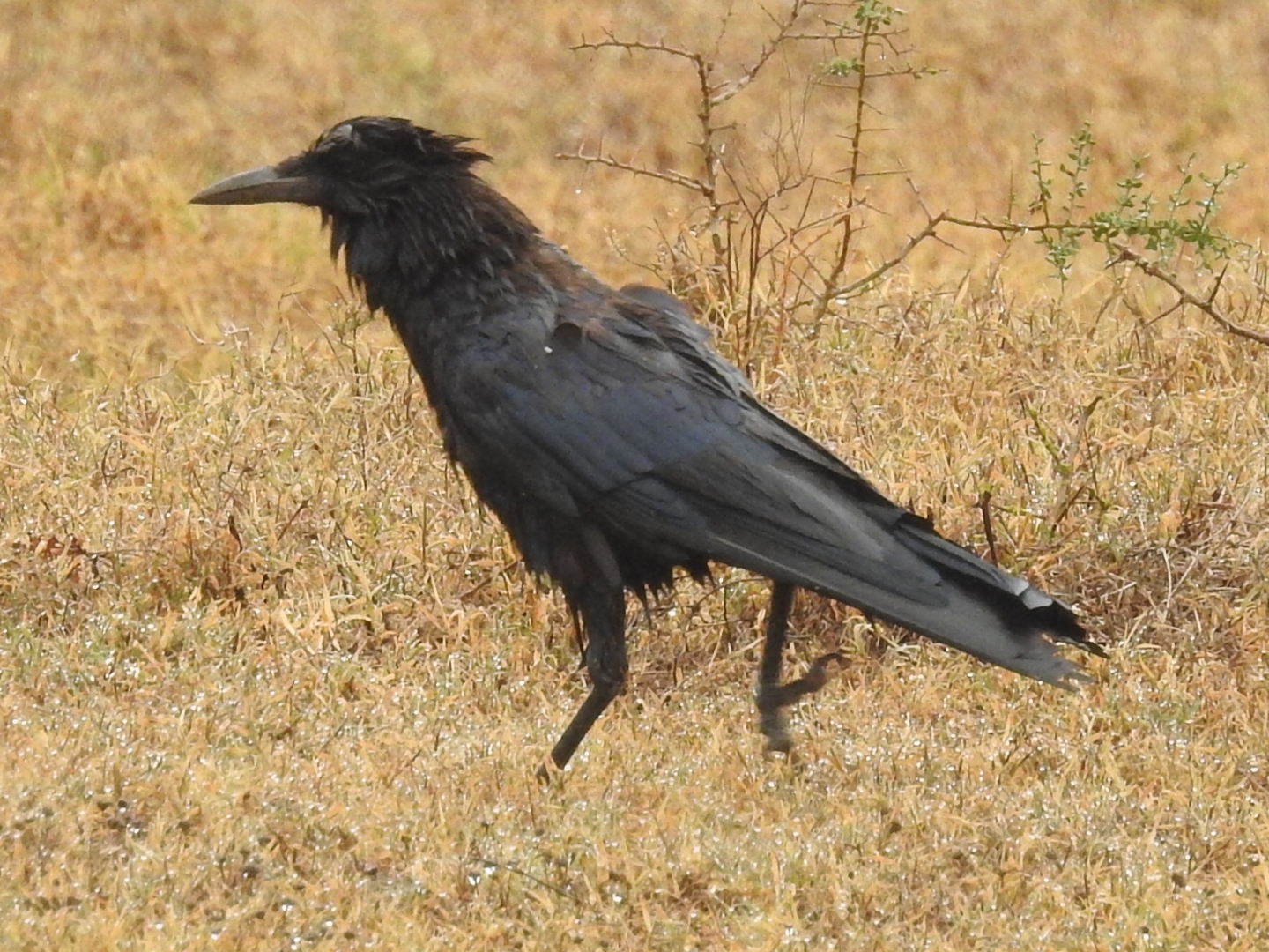 Cape Crow (Corvus capensis), photo 1