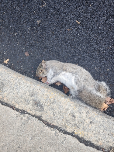 Eastern Gray Squirrel