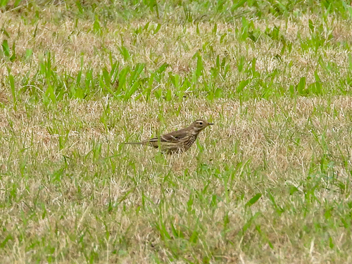 American Pipit (Anthus rubescens), photo 7