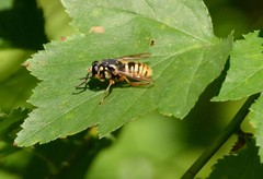 Temnostoma alternans