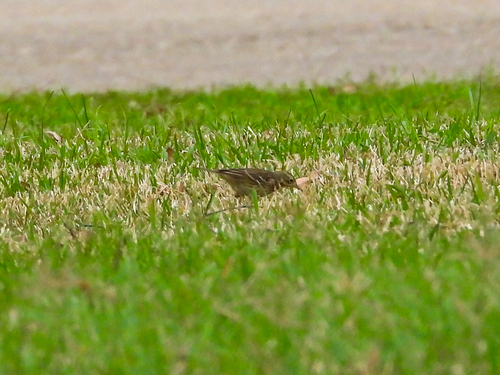 American Pipit (Anthus rubescens), photo 2
