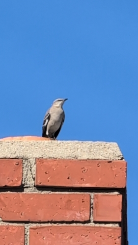 Northern Mockingbird observed by rcst0kes