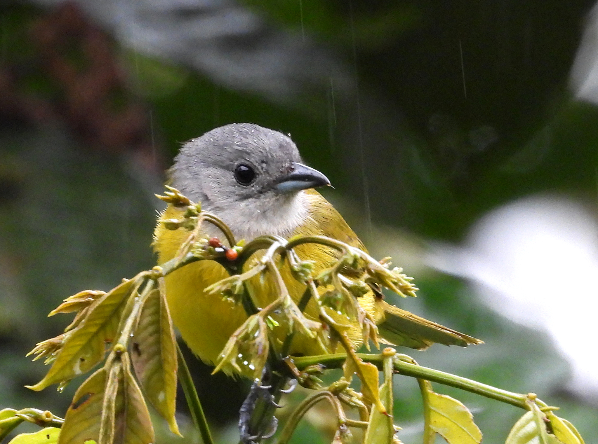 White-shouldered Tanager (Loriotus luctuosus), photo 1