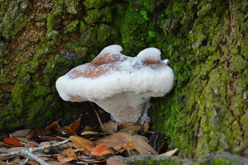 White Chicken Mushroom