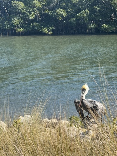Brown Pelican observed by mbmurray