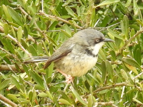 Bar-throated Apalis (Apalis thoracica)