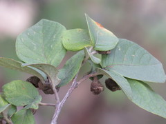 Styrax jaliscanus