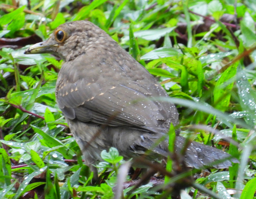 Ecuadorian Thrush (Turdus maculirostris)