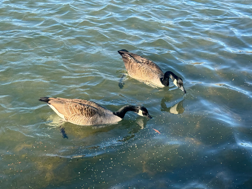 Canada Goose observed by nutegunray