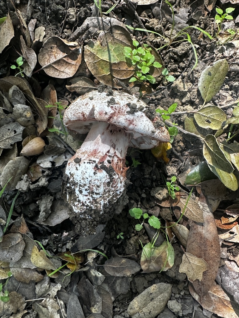 Amanita novinupta · January 2026 · photo: © katrinamccollough (iNaturalist, cc0)