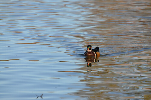 Wood Duck observed by steensfindings