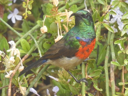 Greater Double-collared Sunbird (Cinnyris afer)