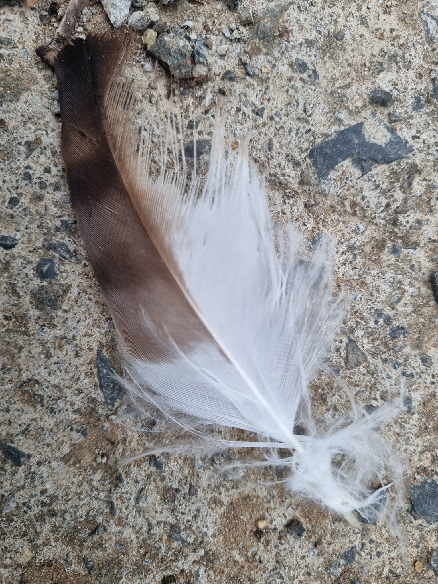 Square-tailed Kite (Lophoictinia isura), photo 1