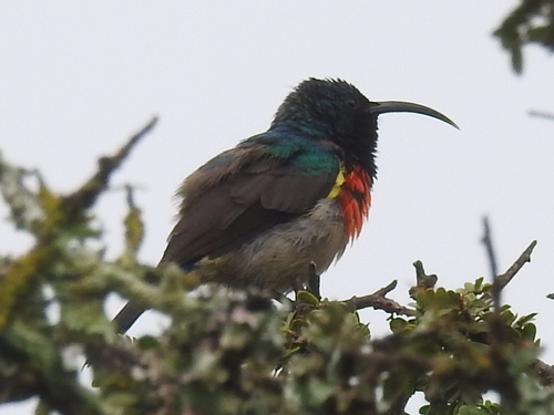 Greater Double-collared Sunbird (Cinnyris afer), photo 2