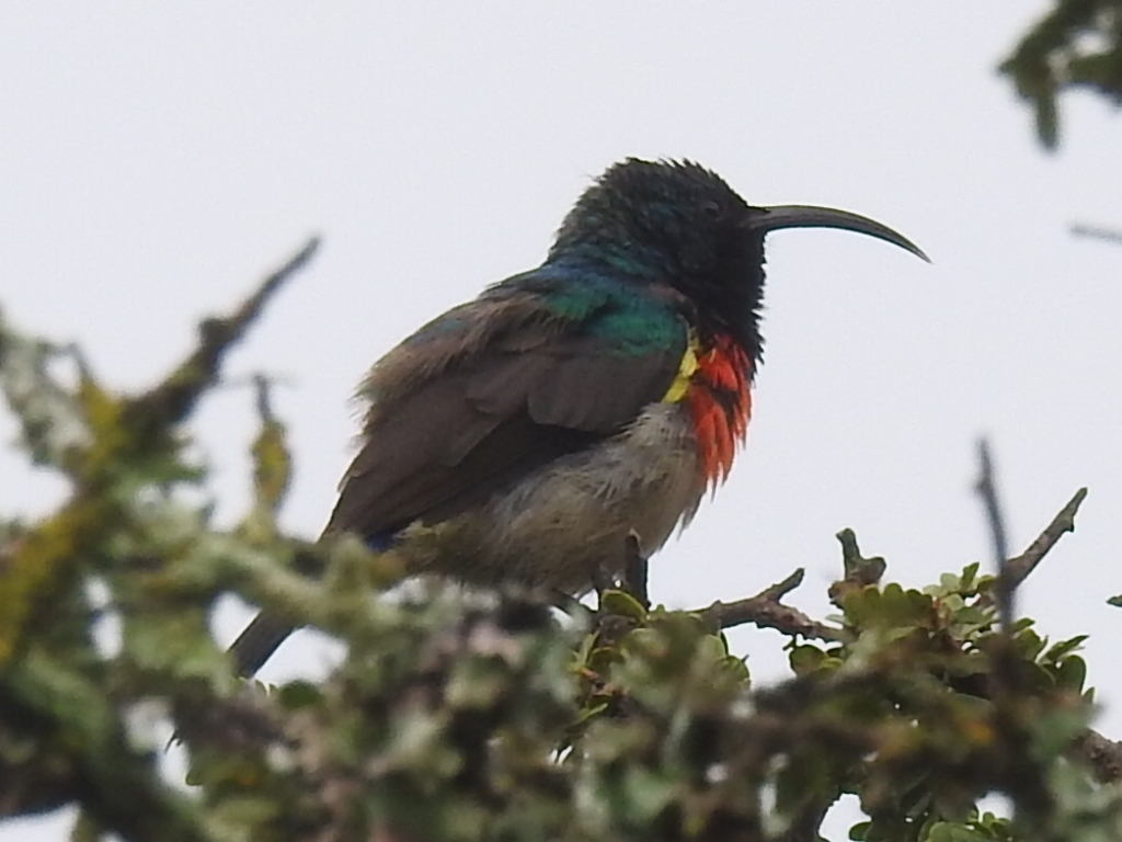 Greater Double-collared Sunbird (Cinnyris afer), photo 2