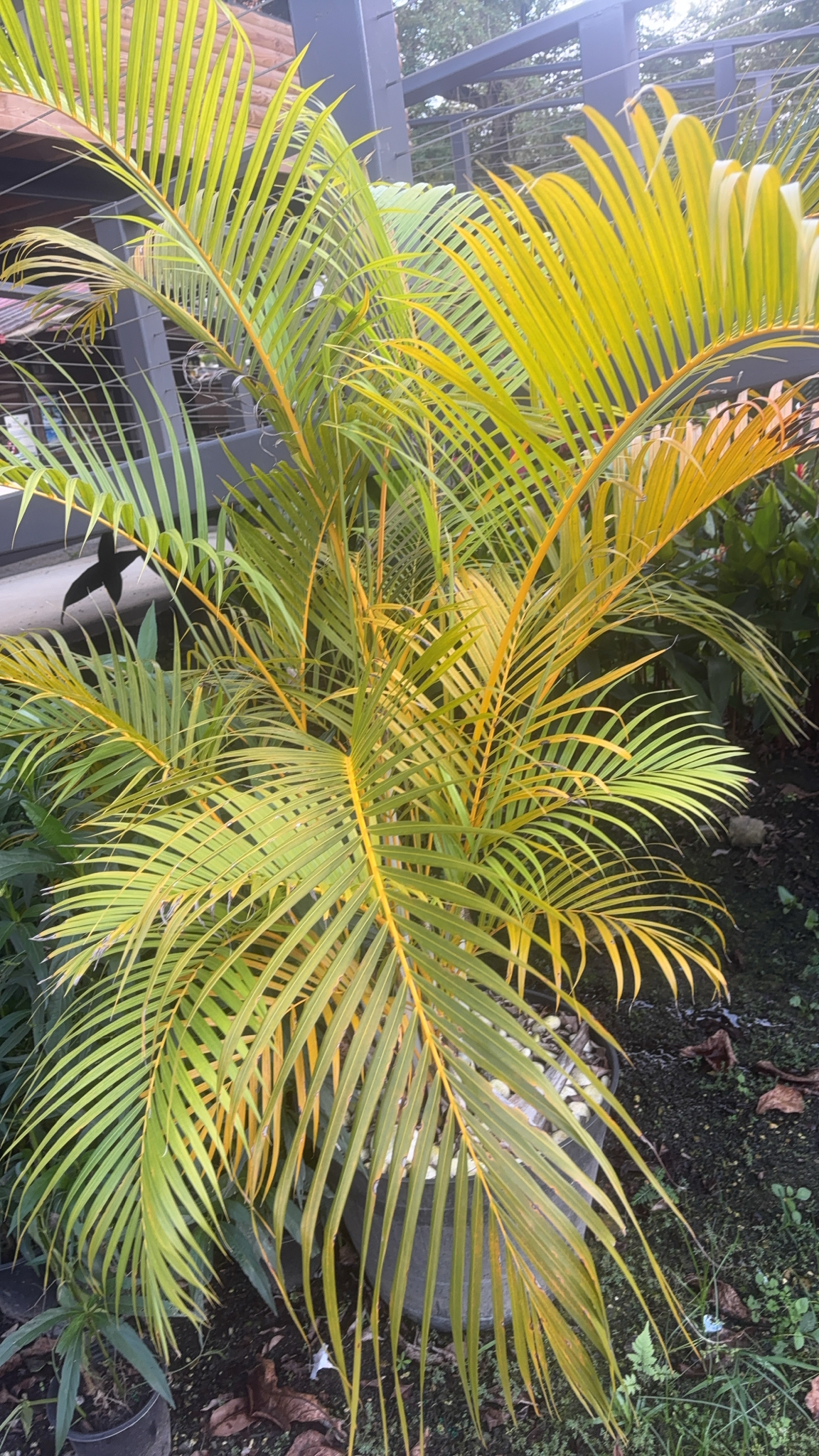 Imagem de palmeira-areca
