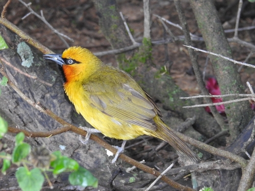 Spectacled Weaver (Ploceus ocularis), photo 1