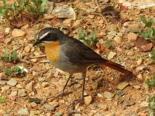 Cape Robin-Chat (Dessonornis caffer), photo 3