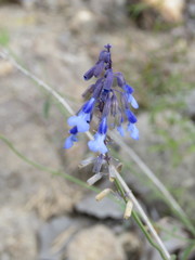 Salvia guadalajarensis