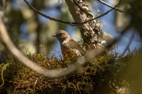 iNaturalist image