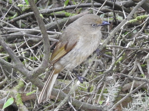 Sombre Greenbul (Andropadus importunus), photo 5