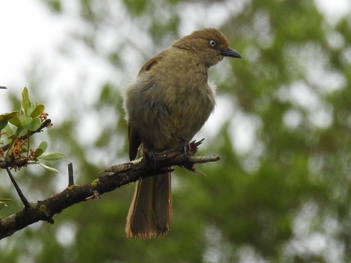 Sombre Greenbul (Andropadus importunus), photo 4